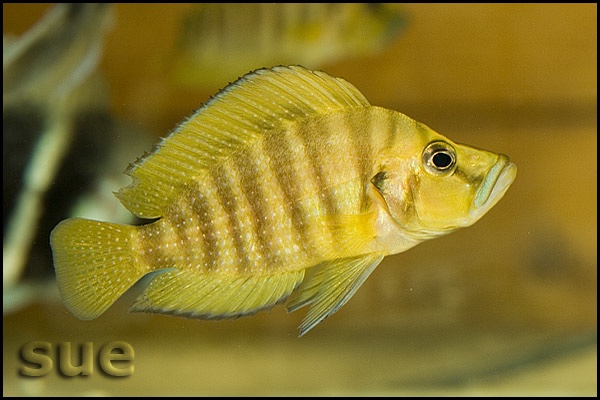 Altolamprologus compressiceps 'Mpulungu'